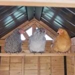 Sweetwater Chicken Coop - Brown - Image 8