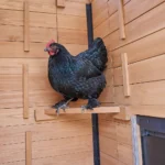 Sweetwater Chicken Coop - Brown - Image 6