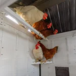 Sweetwater Chicken Coop - Image 7